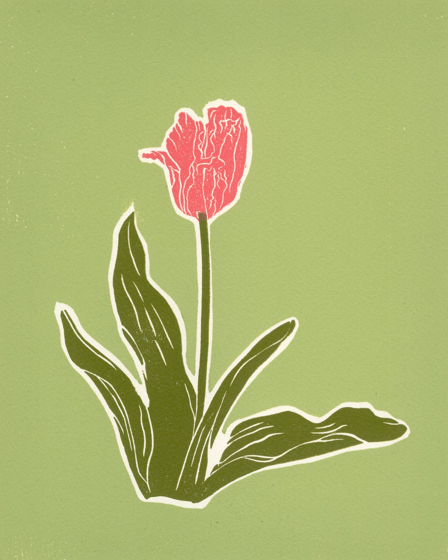 Spring tulip - Pink on Green
