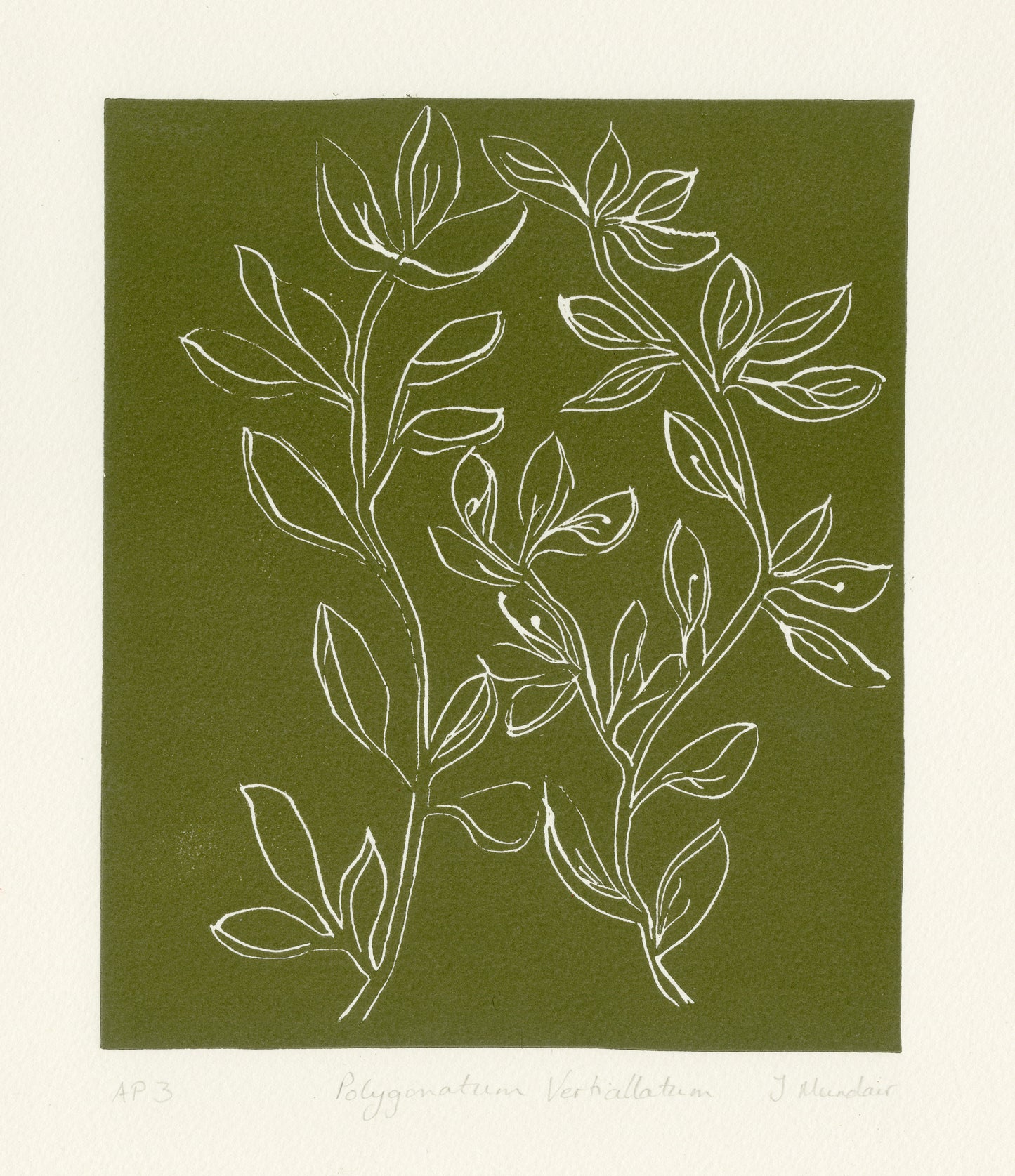 Polygonatum Verticillatum - Lino Print