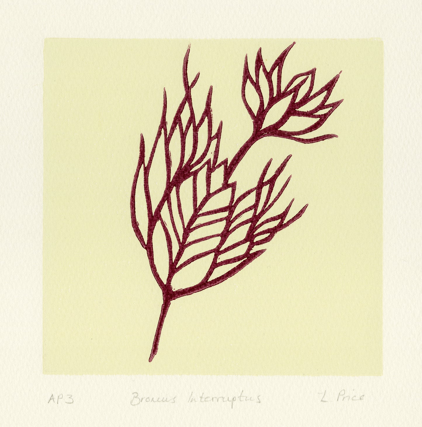 Bromus Interruptus - Lino Print