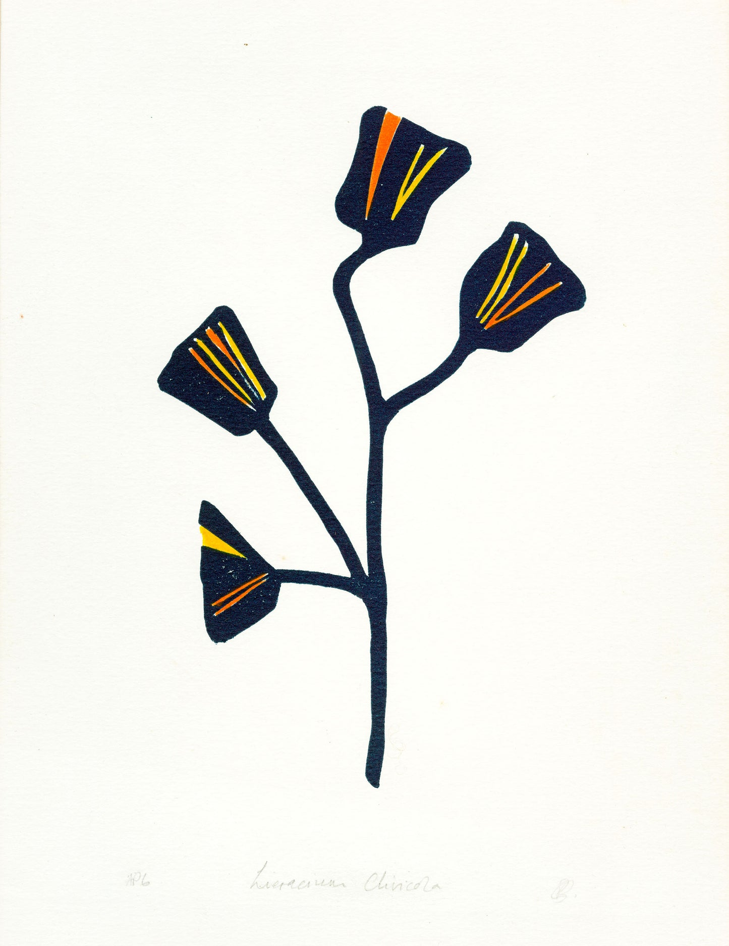 Hieracium Clivicola - Lino Print