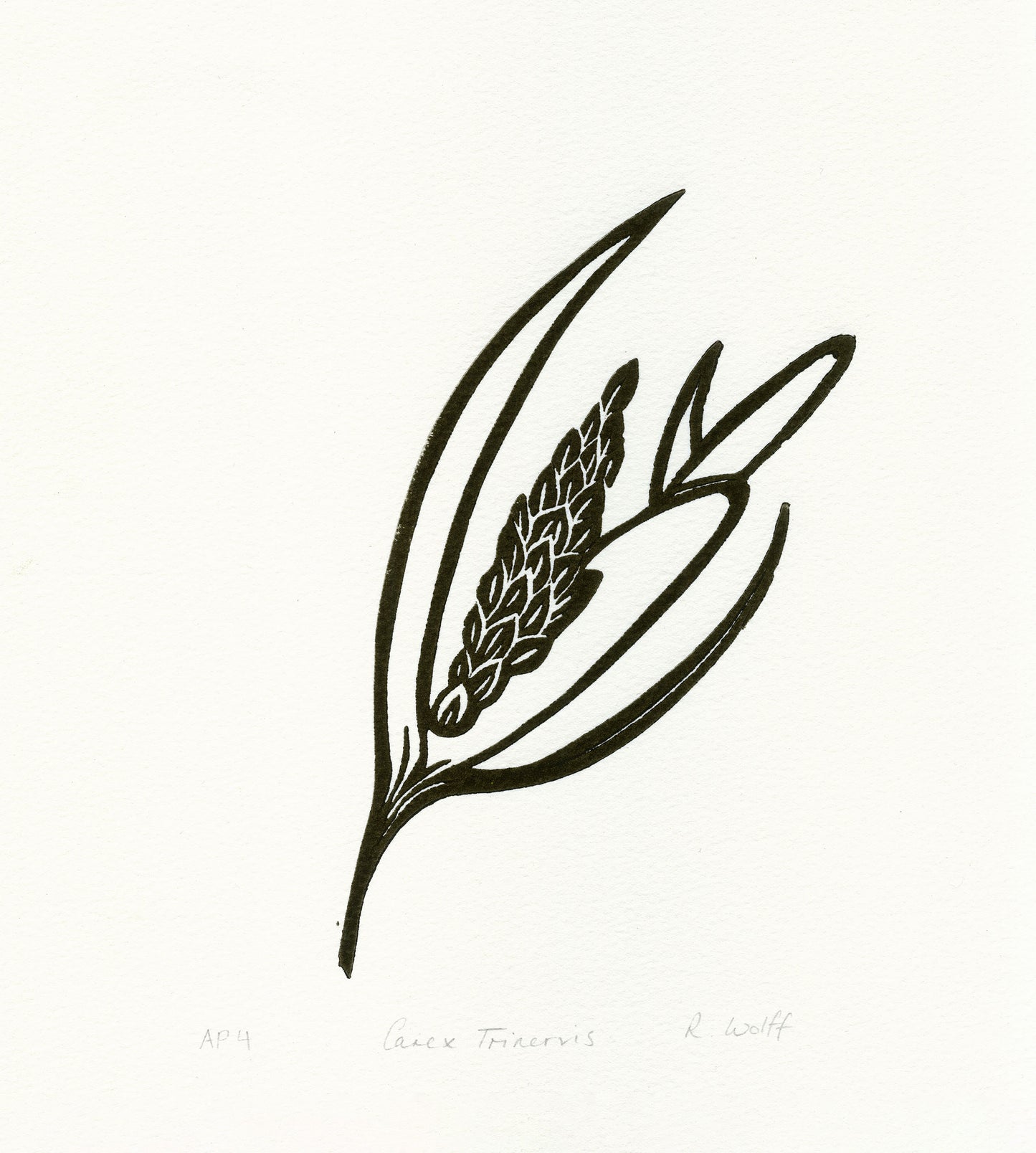 Carex Trinervis - Lino Print