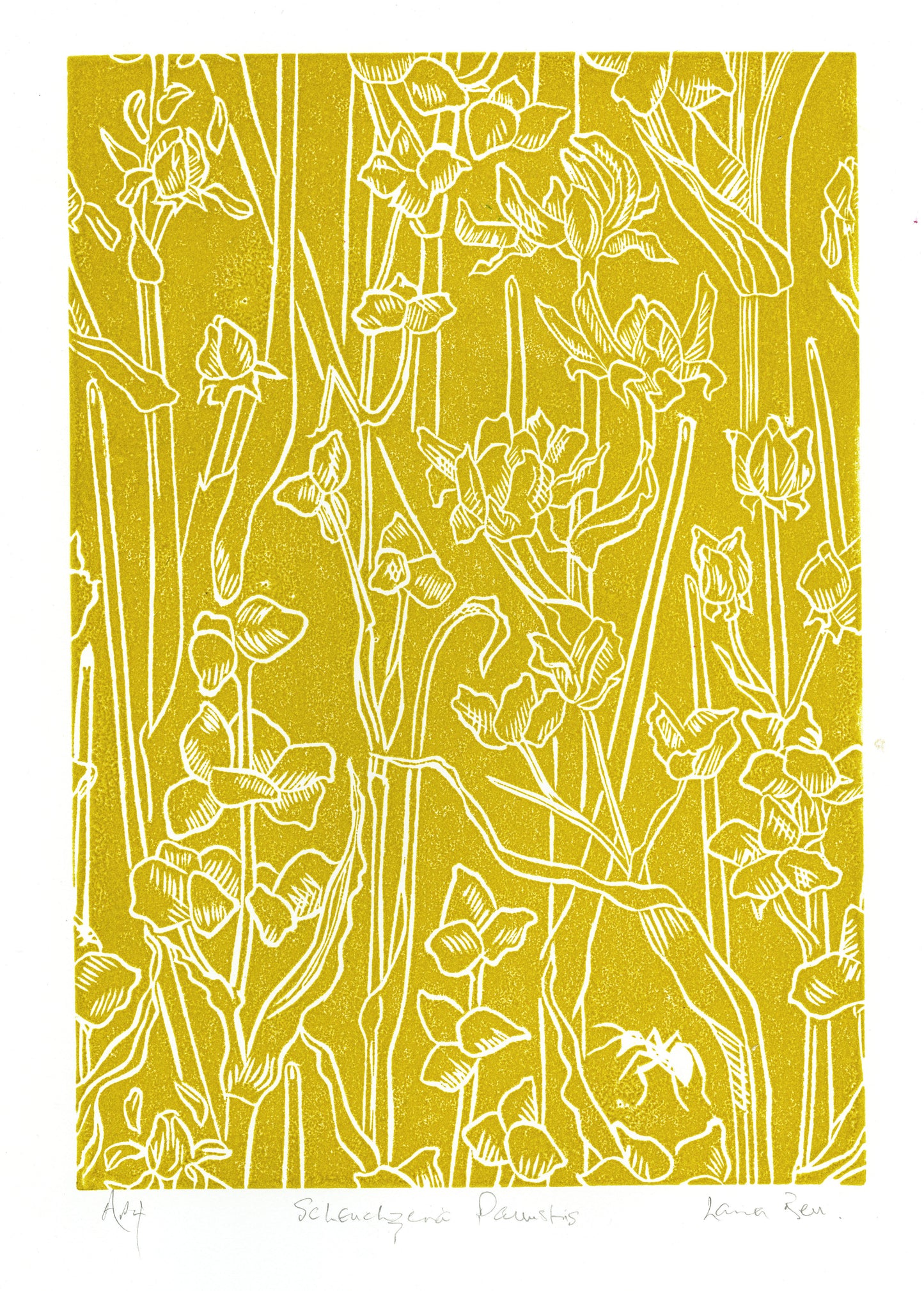 Scheuchzeria Palustris - Lino Print