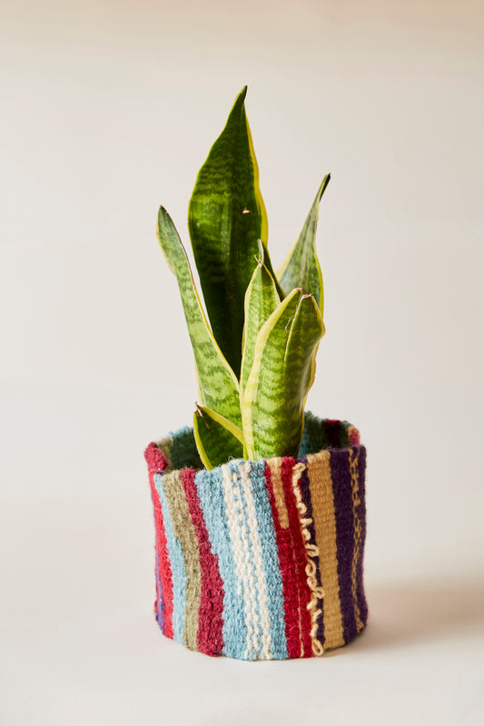 Jaunty Woven Plant Pots